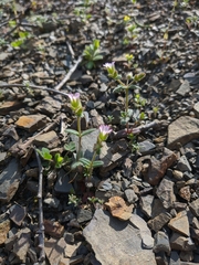 Cerastium ramosissimum