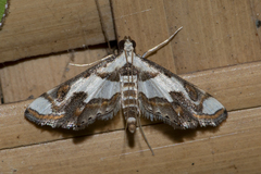 Agassiziella