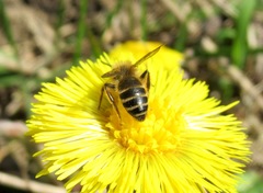 Andrena flavipes