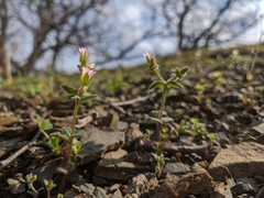 Cerastium ramosissimum