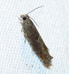 Pseudexentera mali