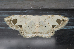 Scopula butleri