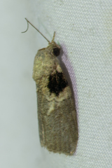 Garella