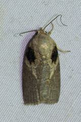 Garella