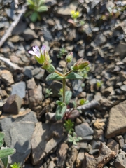 Cerastium ramosissimum