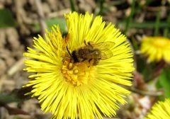 Andrena flavipes