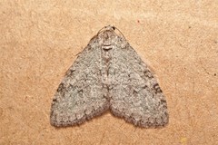 Trichopteryx carpinata