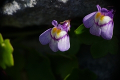 Cymbalaria microcalyx