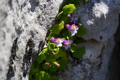 Cymbalaria microcalyx