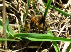 Andrena flavipes