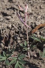Corydalis schanginii
