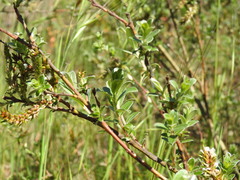 Salix repens argentea