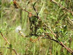 Salix repens argentea