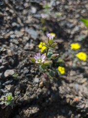 Cerastium ramosissimum