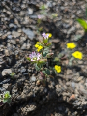 Cerastium ramosissimum