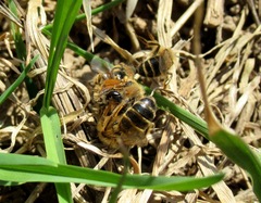 Andrena flavipes