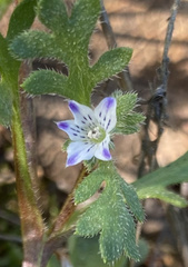 Nemophila spatulata
