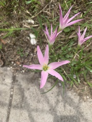 Zephyranthes