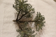 Astragalus denudatus