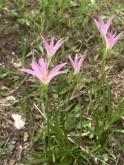 Zephyranthes