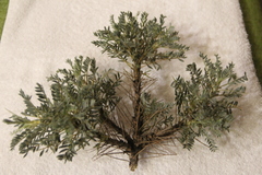 Astragalus denudatus