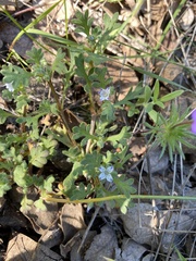 Nemophila spatulata