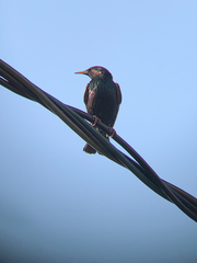 Sturnus vulgaris