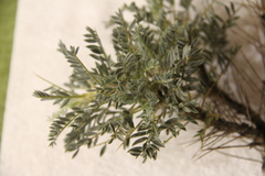 Astragalus denudatus