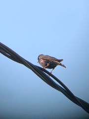 Sturnus vulgaris
