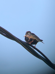 Sturnus vulgaris