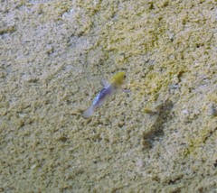 Cyprinodon salinus salinus