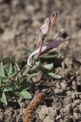 Corydalis schanginii
