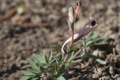 Corydalis schanginii