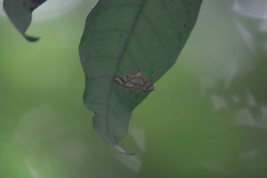 Perisyntrocha anialis