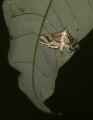Perisyntrocha anialis