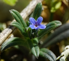 Buglossoides tenuiflora