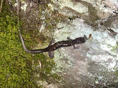 Plethodon pauleyi