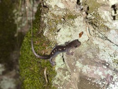Plethodon pauleyi
