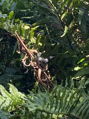 Dumetella carolinensis image
