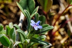 Buglossoides tenuiflora