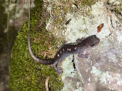 Plethodon pauleyi