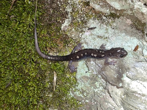 Yellow-spotted Woodland Salamander