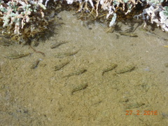 Cyprinodon salinus salinus