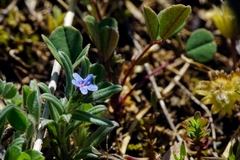 Buglossoides tenuiflora