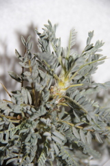 Astragalus denudatus