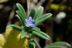 Buglossoides tenuiflora