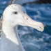 Gibson's Albatross - Photo (c) Morten Ross, some rights reserved (CC BY-NC), uploaded by Morten Ross