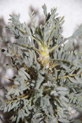 Astragalus denudatus