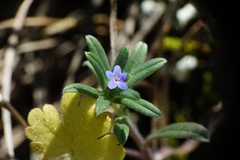 Buglossoides tenuiflora