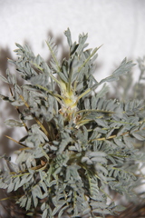 Astragalus denudatus